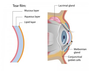 Tear Film Formation | Bellingham Optometrist | Eye Doctor | Glasses | Mount Baker Vision Center